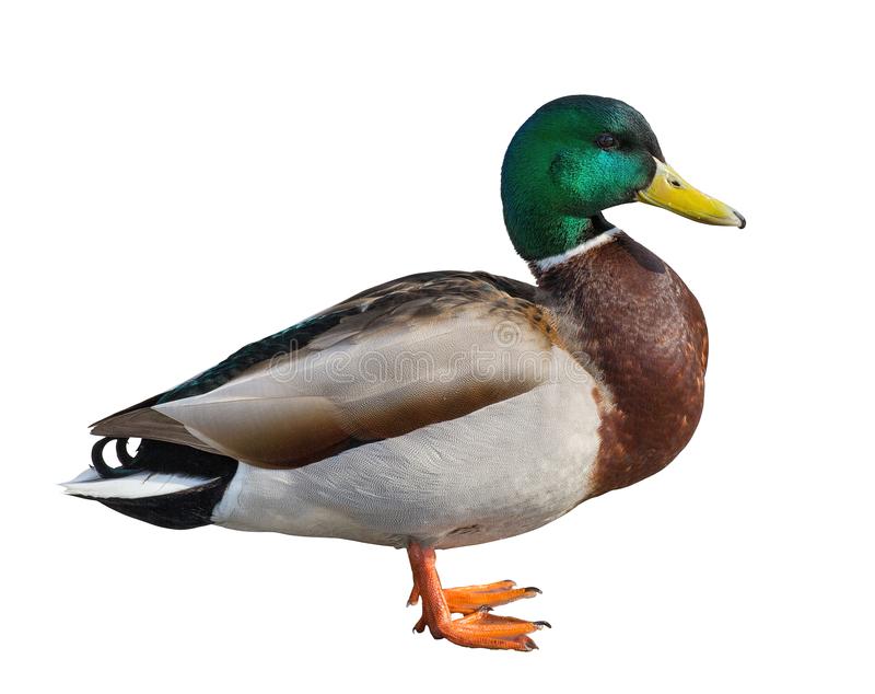 a duck image